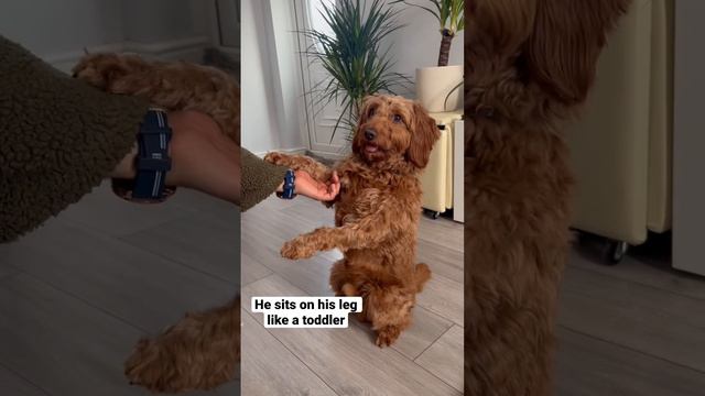 What do your dog do for your attention? #dog #cockapoo #viral #love #trending #puppy #pets #fyp