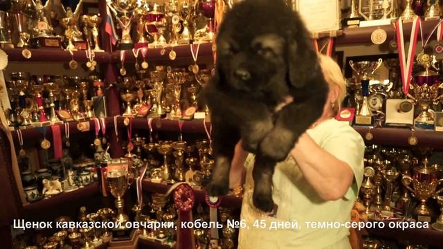 Щенок кавказская овчарка, кобель №6, 45 дней. www.r-risk.ru +7 9262205603 Татьяна Ягодкина смотреть онлайн