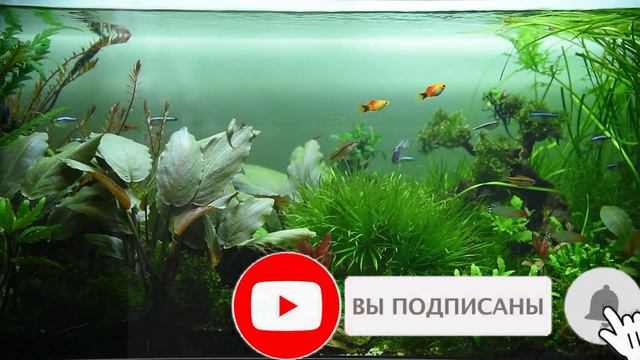 Очень красивые аквариумные рыбки