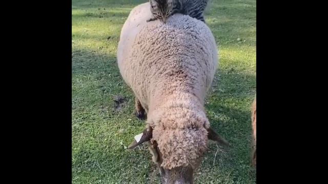 Cute Pets And Funny Animals Compilation 2 Try to not laugh Сборник милых и забавных животных 2