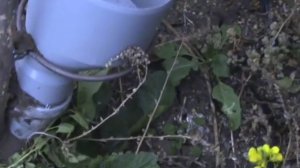 сажалка лука, чеснока, тюльпана (1)