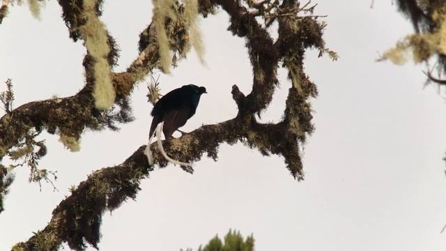 Ribbon-tailed Astrapia - Astrapia mayeri | PNG смотреть онлайн