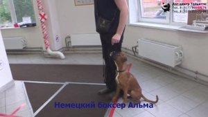 Занятие по дрессировке: обучение собак движению рядом и команде Ко мне. Тольятти, 4 июня 2020.