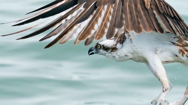 Incredible Osprey Bird In Flight Photography with Sony FE 200-600mm and Sony A9 смотреть онлайн