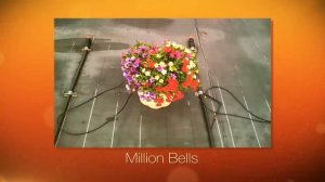 Million Bells Timelapse Growers w  Chris Spanton  Suttons Consumer Products