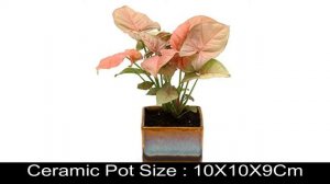 Beautiful Syngonium Pink Indoor Plant Choco Brown Pot  ₹ 580