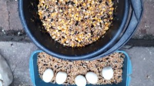 Готовим корм для попугаев, зерносмесь. Кормление, часть 1.