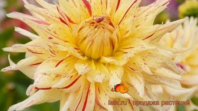 Георгина полукактусовая Меркатор (dahlia cultorum) ? обзор: как сажать, рассада георгины Меркатор смотреть онлайн