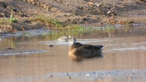 Мородунка и Малая Крачка, наблюдение за птицами в Великом Новгороде, 21 июля 2023