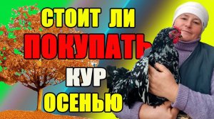 Стоит ли ПОКУПАТЬ кур осенью. Важные моменты.
