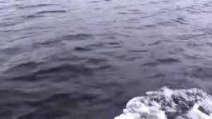 Альтаир сириус 315 под ямахой 2
