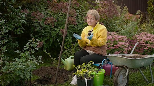 Осенняя посадка роз. смотреть онлайн