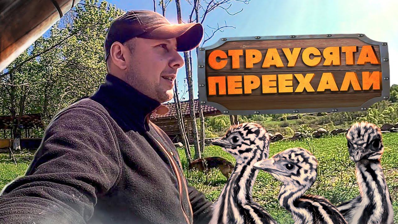 Хутор тимура сегодняшнее видео. Страусята.