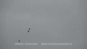 Охота на вяхиря. Новое гороховое поле.