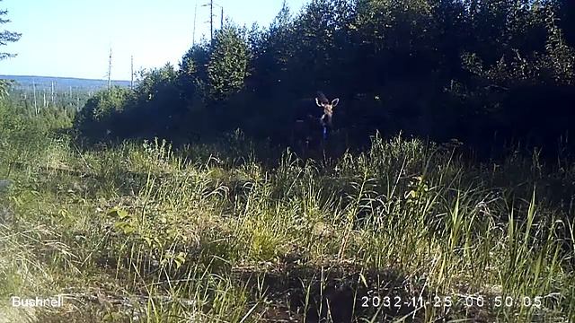 Лосиха с лосёнком 16 06 16 Висимский заповедник смотреть онлайн