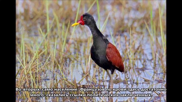 FYDL5FAB Французская Гвиана. С сайта dxnews.com