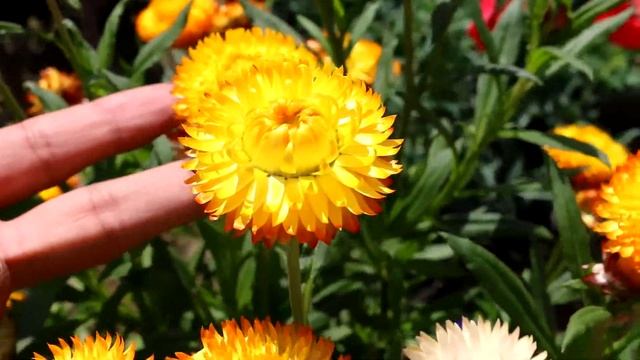 Beautiful Helichrysum flowers grown at home смотреть онлайн