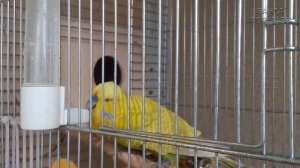 ? Почему самка волнистого попугая не хочет на гнездо?