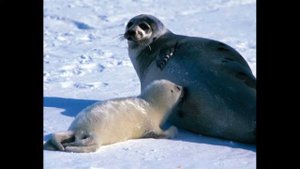 Кольчатая нерпа.