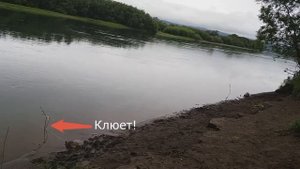 Ловля кижуча на камчатскую донку