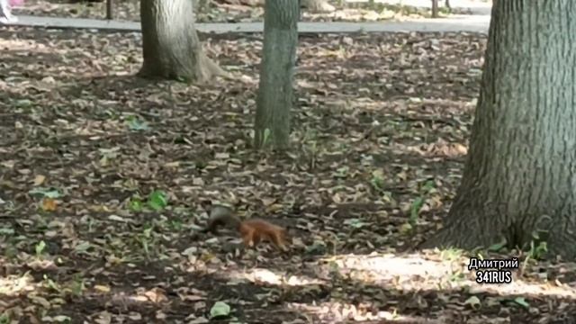 Подольск (сентябрь 2020) смотреть онлайн