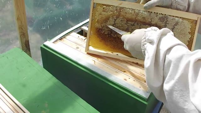 Ставлю рамку для получения однодневных личинок. смотреть онлайн