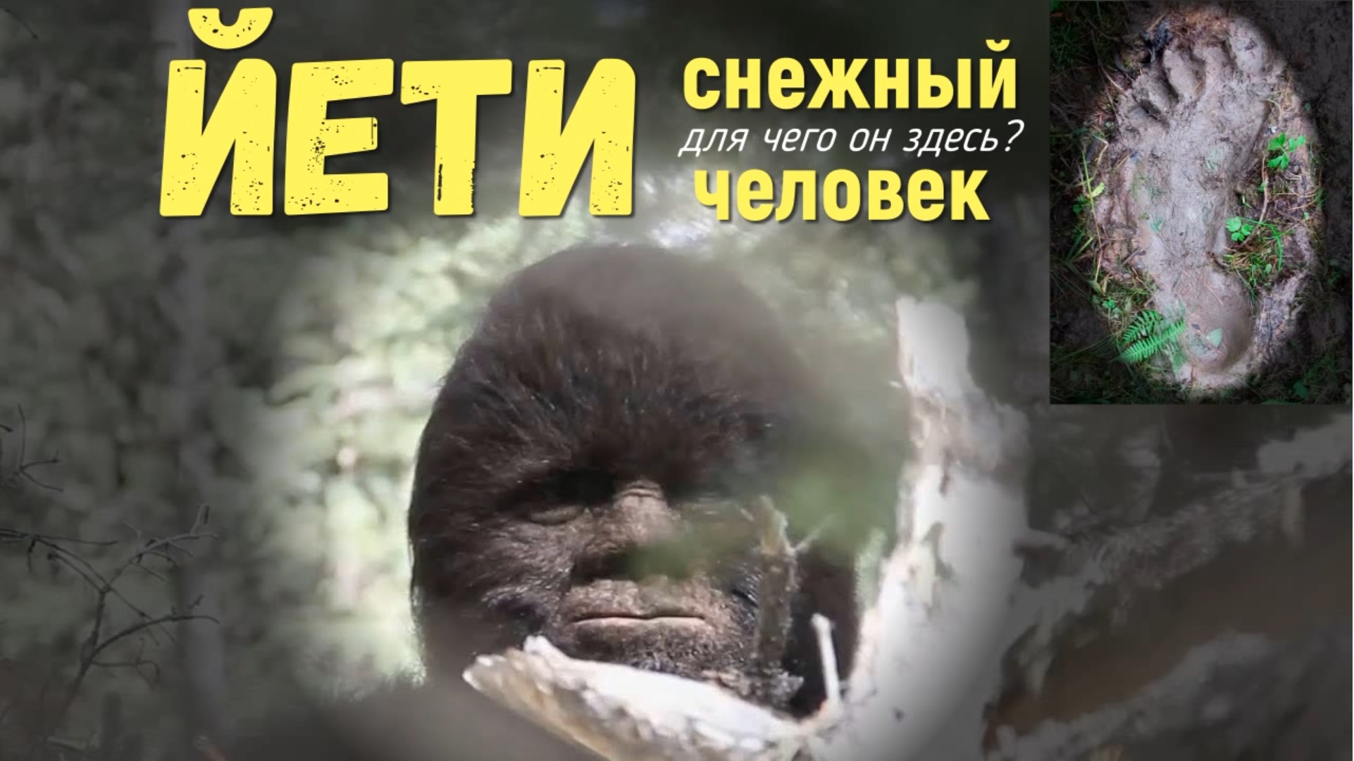 Голос йети в картинках