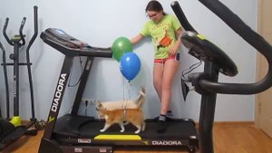 Обучение котов занятиям на беговой дорожке