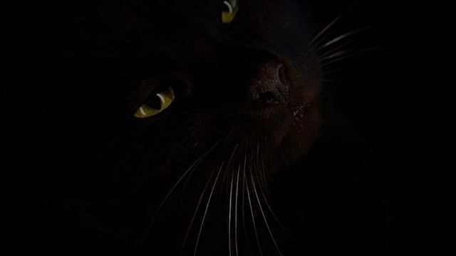 Звук мурчания кота / Шум урчания кота / Звуки для сна / Cat Purring Sound / White Noise Soundscape смотреть онлайн