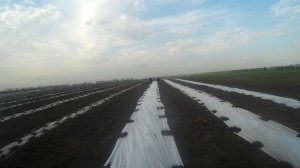 Высадка арбузов и дынь в мульчирующую пленку