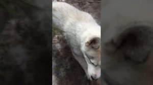 Пропала искра на Иж юпитере 5