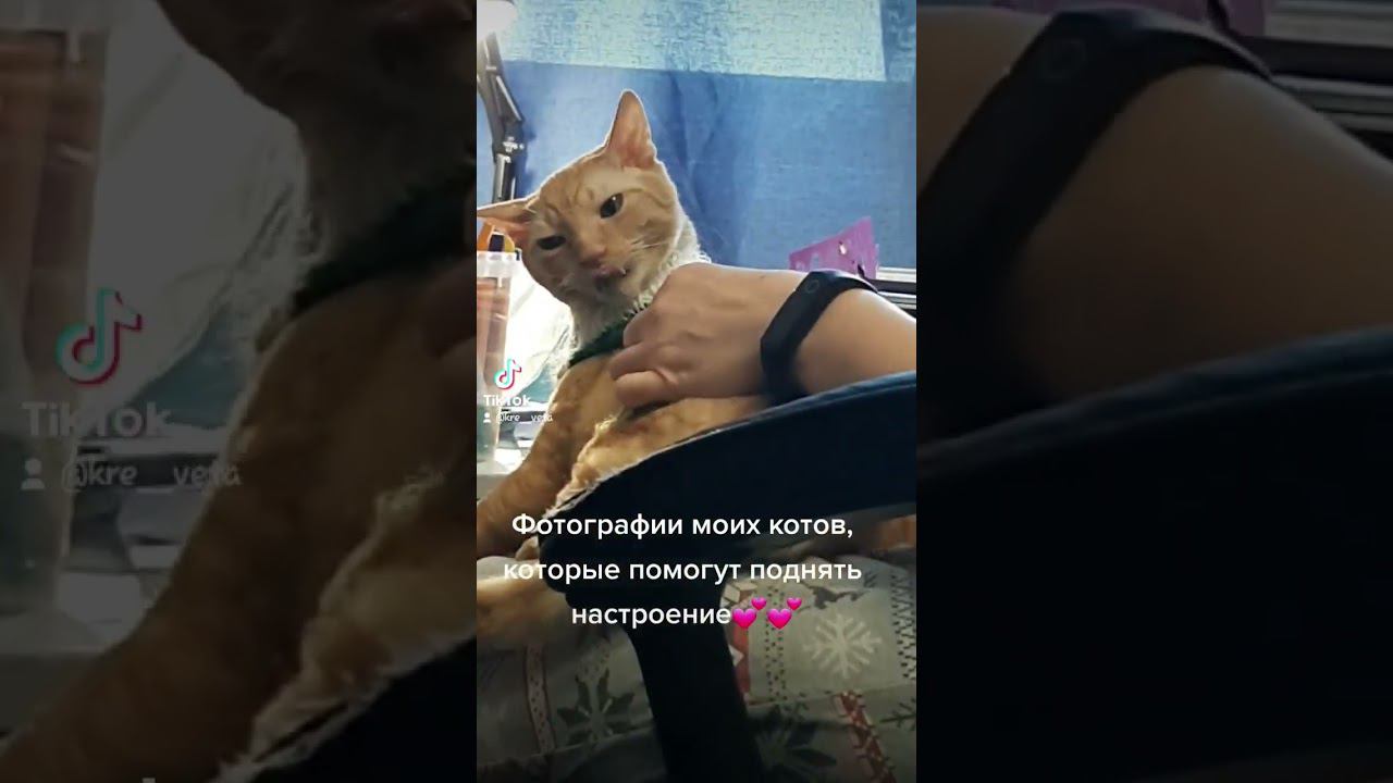 котиков в ленту вам #shorts #cat #кот #кошки смотреть онлайн