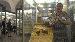 «Где голуби прячут своих птенцов? И когда птенцы начинают летать?»