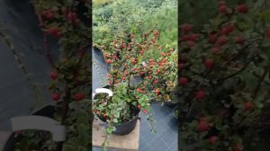 кизильник горизонтальный.