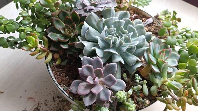 Реставрация садика из суккулентов смотреть онлайн