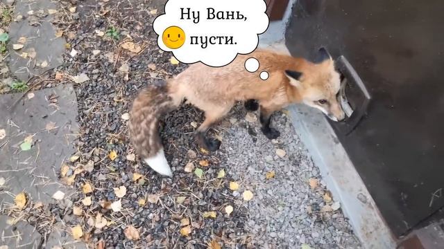 ЛИ СЯО. Алиса - Лиса. Забавные моменты. Лиса просит мяса и Лиса отдыхает и скрипит. Выпуск 27. смотреть онлайн