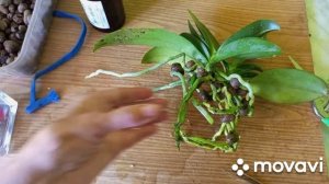 07.06.2023.МИНИ ОРХИДЕЯ КОЛИБРИ ДЕН МАРК!!! ПЕРЕСАДКА ПОСЛЕ ЦВЕТЕНИЯ!!!