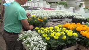 БАРХАТЦЫ-некрасивые остатки из дорогих семян!