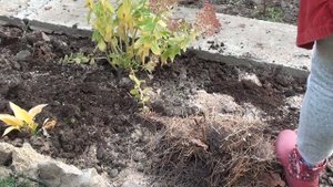 Как улучшить почву на садовом участке ?