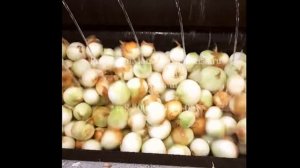 Обзор работы чистки лука от кожуры на GB от РостПищМаш