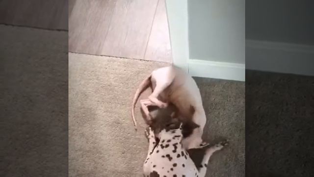 Hairless Dog V Hairless Cat смотреть онлайн