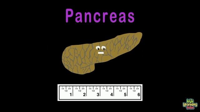 How Big Are The Organs In YOUR Body? | Human Body Size Comparisons | KLT Anatomy смотреть онлайн
