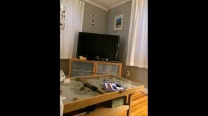 Найди кота #3 Коты маскируются Игра "НАЙДИ КОТА" за 10 секунд!"