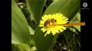 Пчёлы на работе.mp4