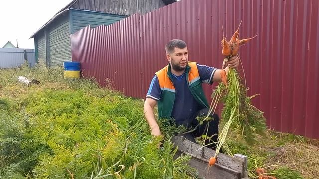Морковь без прореживания: обман или правда. Проверяем хитрый способ посадки моркови с крахмалом