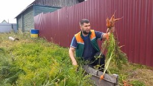 Морковь без прореживания: обман или правда. Проверяем хитрый способ посадки моркови с крахмалом