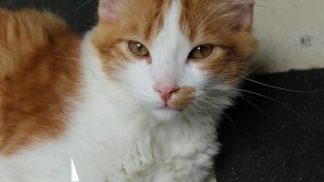 красивые домики для кошек фото смотреть онлайн