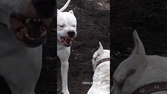 Dogo argentino#videoedits60 #animals