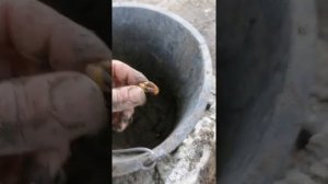 Размножение малины корнем. Мой опыт май 2022 год.