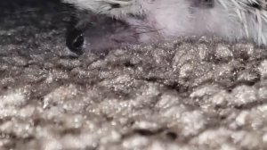 Почему ежи топают по ночам?